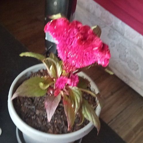 Photo of the plant species Celosia 'Dracula' by @LushClusia59 named Dracula on Greg, the plant care app