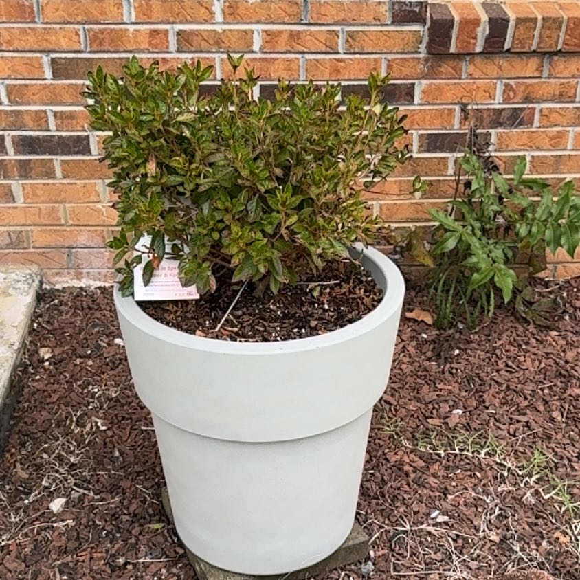 Photo of the plant species Autumn Carnation Azalea by @EnjoyableKanono named Gretchen Wieners on Greg, the plant care app