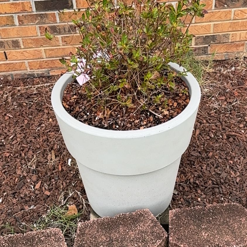 Photo of the plant species Autumn Carnation Azalea by @EnjoyableKanono named Karen Smith on Greg, the plant care app