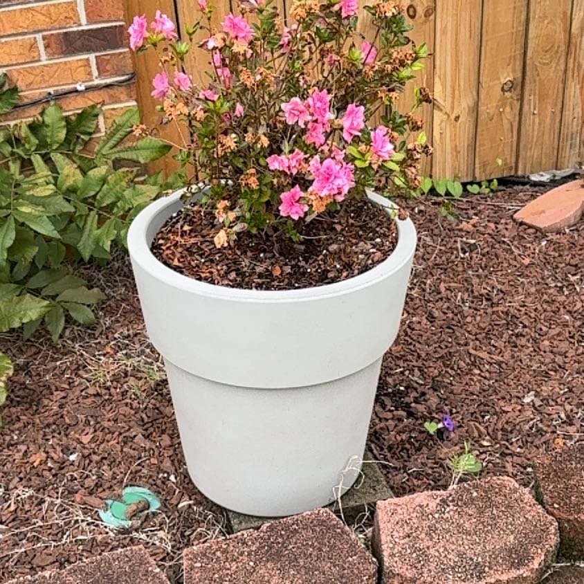 Photo of the plant species Autumn Carnation Azalea by @EnjoyableKanono named Regina George on Greg, the plant care app
