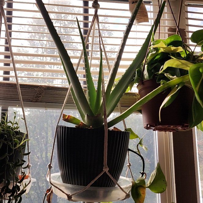 Photo of the plant species Agave desmettiana 'Variegata' by @GleamingPothos6 named Baesil on Greg, the plant care app