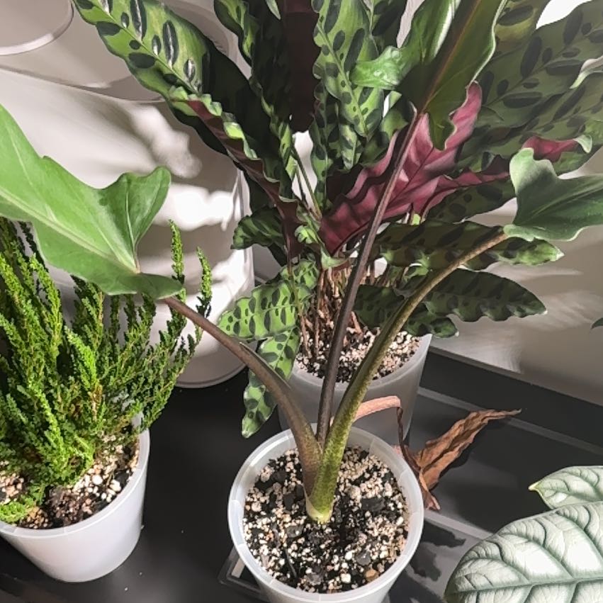 Photo of the plant species Alocasia Lauterbachiana Variegated by @HappyTievine38 named Алоказия Лаутербахиана on Greg, the plant care app
