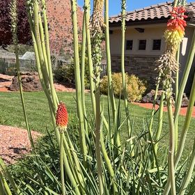 Photo of the plant species Torch Lily by @Hawaiikris named Oscar on Greg, the plant care app