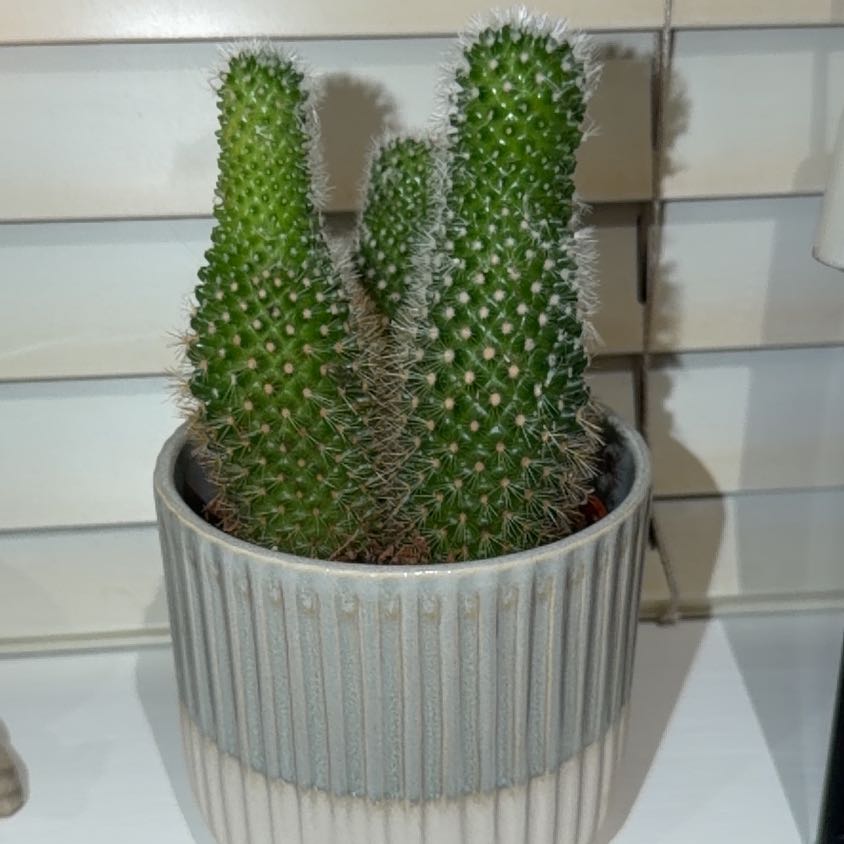 Photo of the plant species Arborescent Prickly Pear by @HeroYuzu31 named Leaf Erickson on Greg, the plant care app