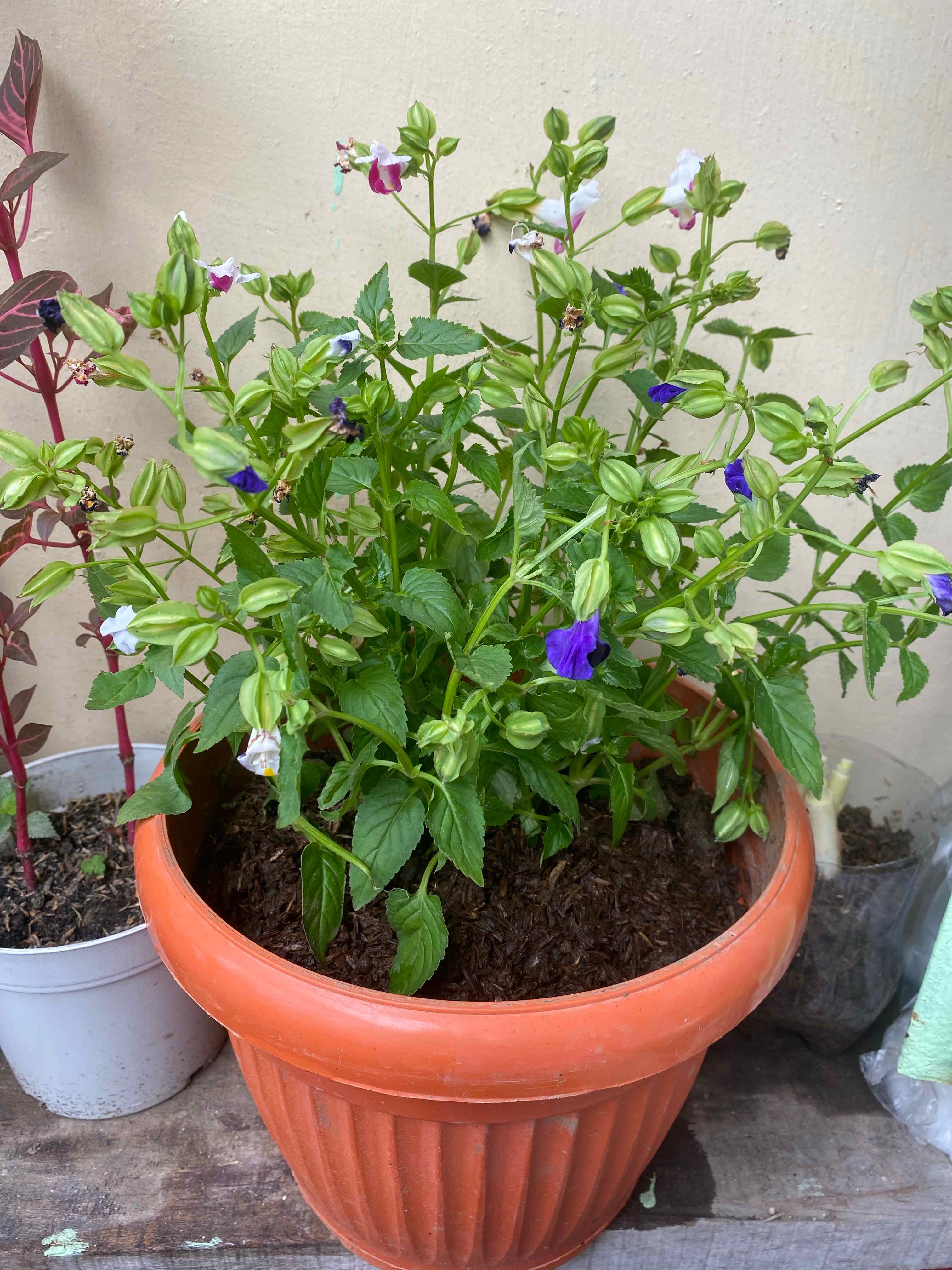 Potted Wishbone Flower plant with green leaves and purple flowers, appears healthy.