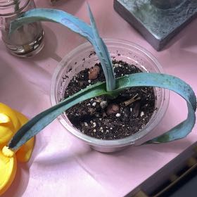 Photo of the plant species Blue Agave by @ShadowBoxrBaby named Ronaldo on Greg, the plant care app