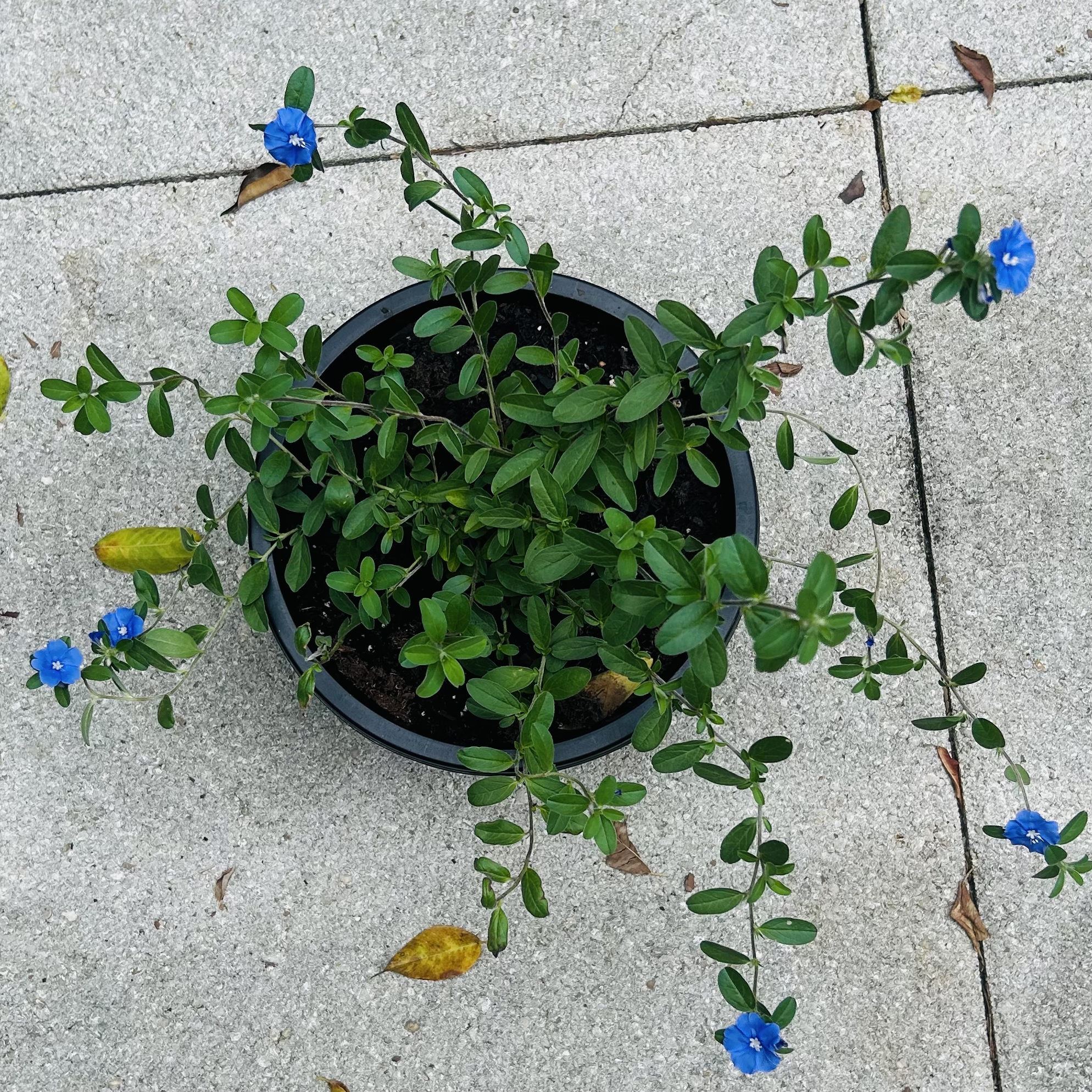 Photo of the plant species Beach Bum Blue by @ShadowBoxrBaby named Gloria on Greg, the plant care app