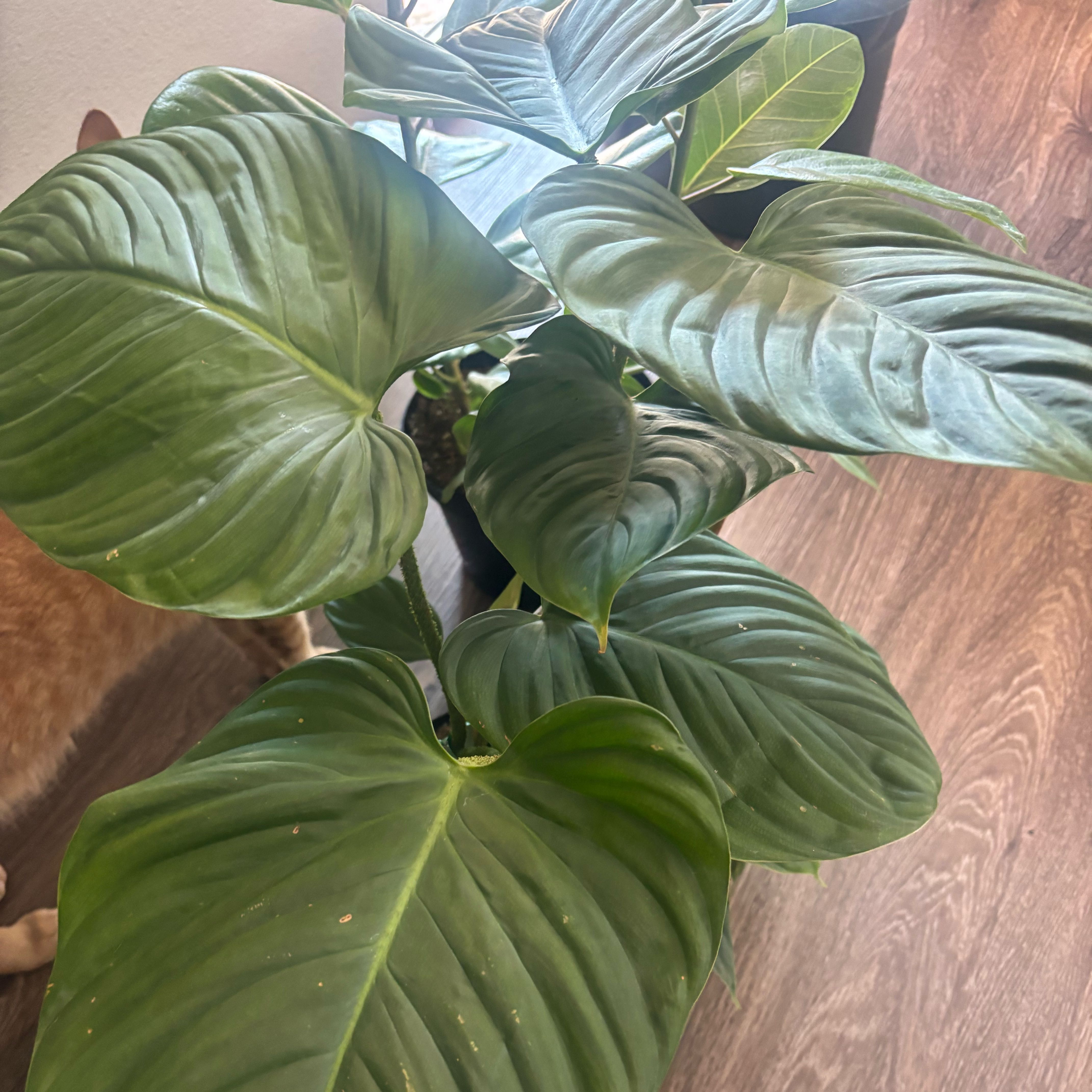 Photo of the plant species Philodendron Pastazanum by @GladKowhai29 named Elle on Greg, the plant care app