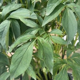 Photo of the plant species Common Peony by @RoundLemonbalm4 named Lady on Greg, the plant care app