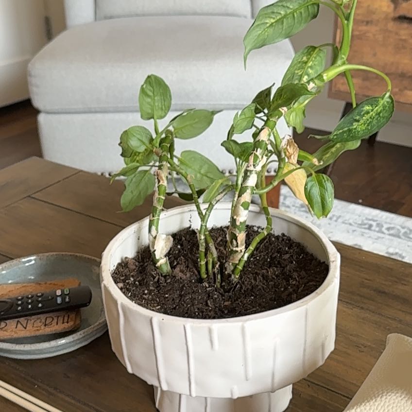 Photo of the plant species Dumb Cane by @GnarlyShamrock named Planty Boy on Greg, the plant care app
