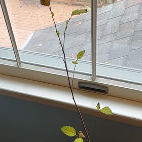 Photo of the plant species Chinese Red Birch by @ZarfWormseed23 named Kylie on Greg, the plant care app