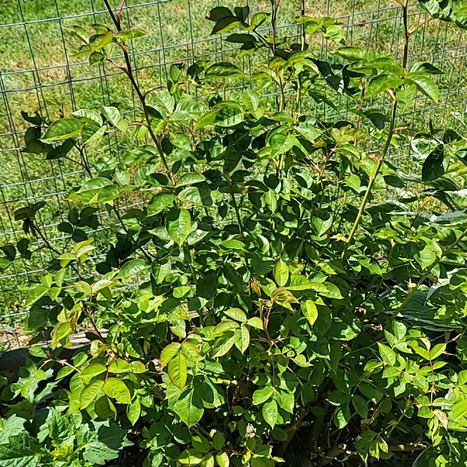 Photo of the plant species Nootka Rose by @StockyMira16 named Hamilton on Greg, the plant care app