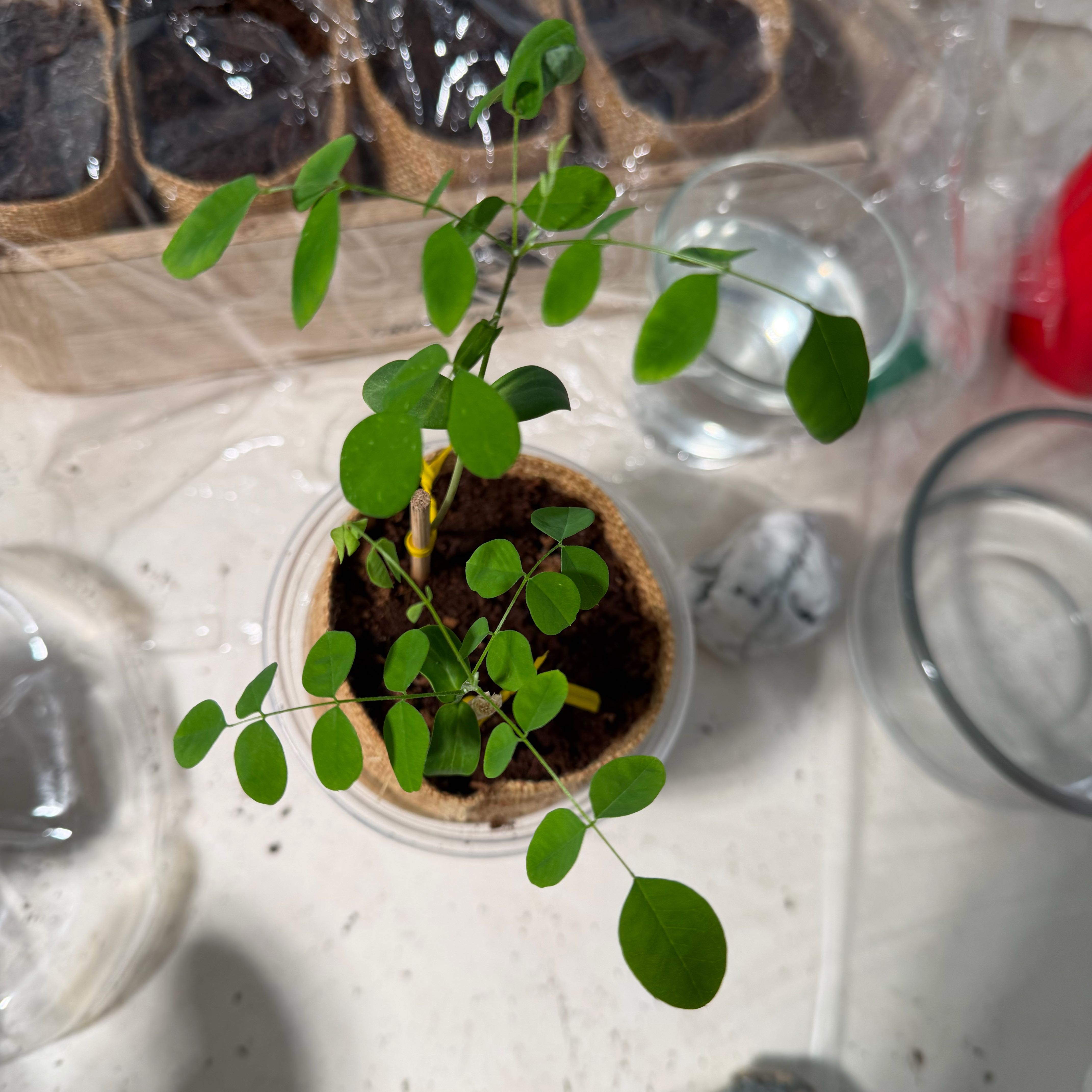 Photo of the plant species Sophora Japonica by @OlympianTagetes named Foxxy on Greg, the plant care app