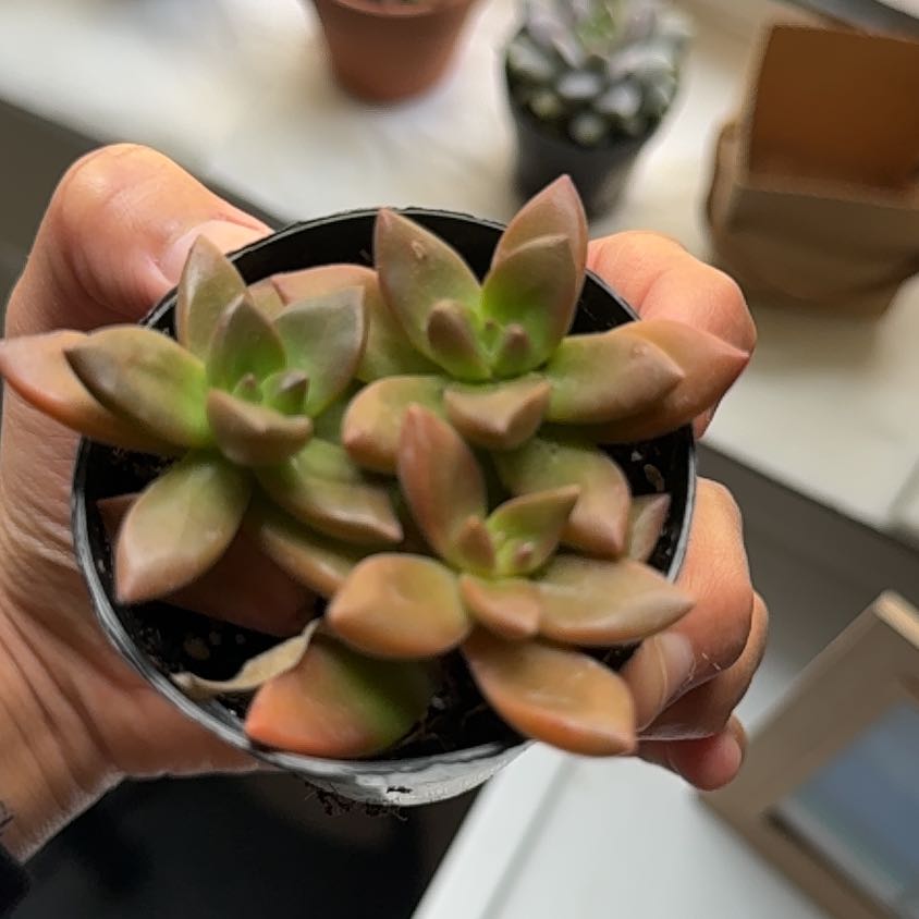 Photo of the plant species Sedeveria 'Sorrento™' by @YesMakole78 named Hamilton on Greg, the plant care app