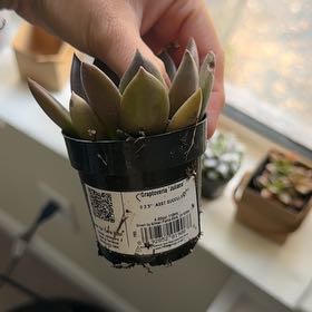Photo of the plant species Graptoveria Juliana by @YesMakole78 named Mochi on Greg, the plant care app