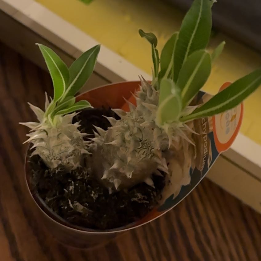 Photo of the plant species Pachypodium densiflorum by @mckfeest named Chad on Greg, the plant care app