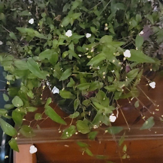 Photo of the plant species Dotted Bridalveil by @PoshChojubai44 named Athena on Greg, the plant care app