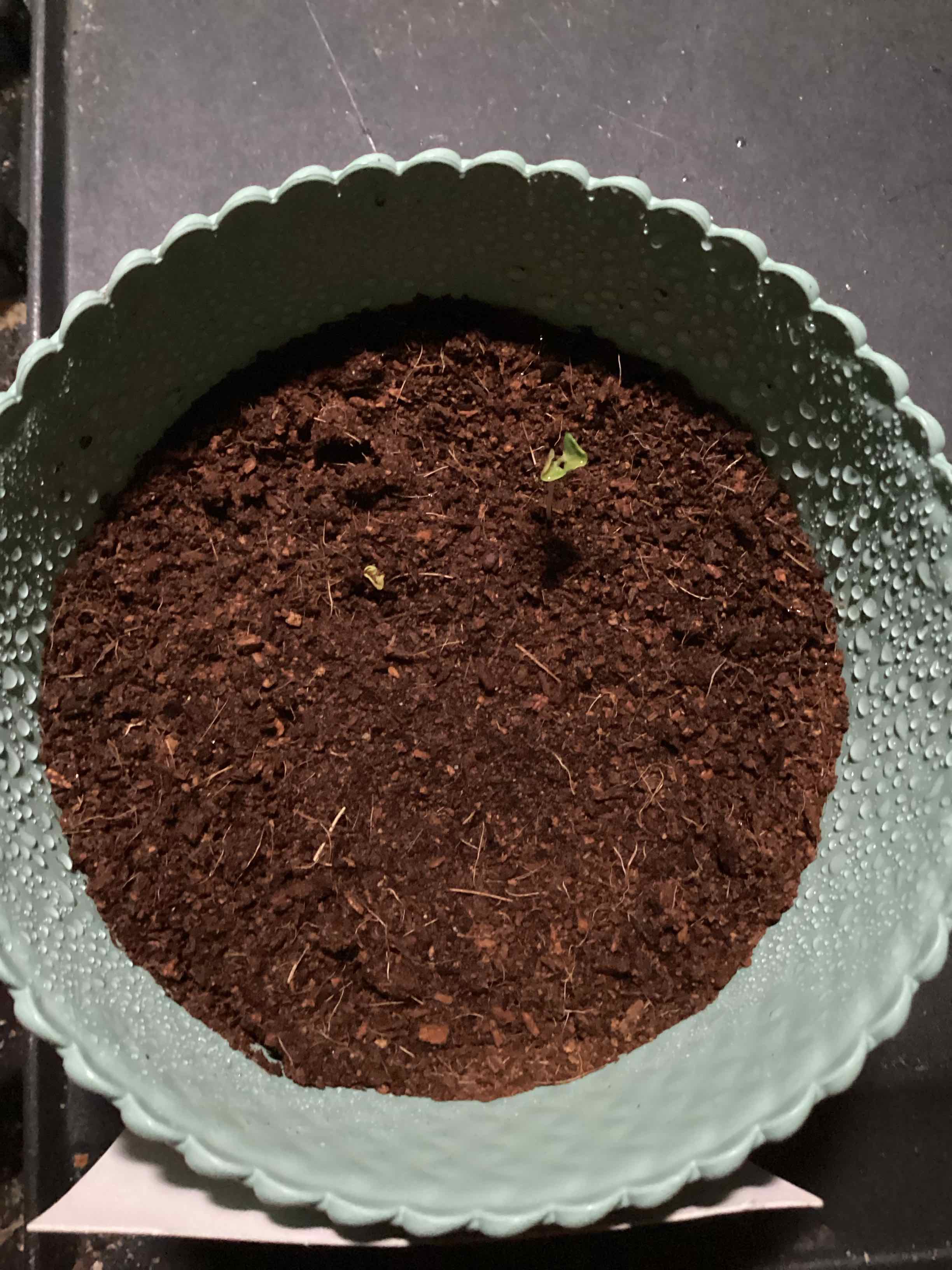 Photo of the plant species Eucalyptus Lemon Bush by @Jst_Selqna named Johnny on Greg, the plant care app