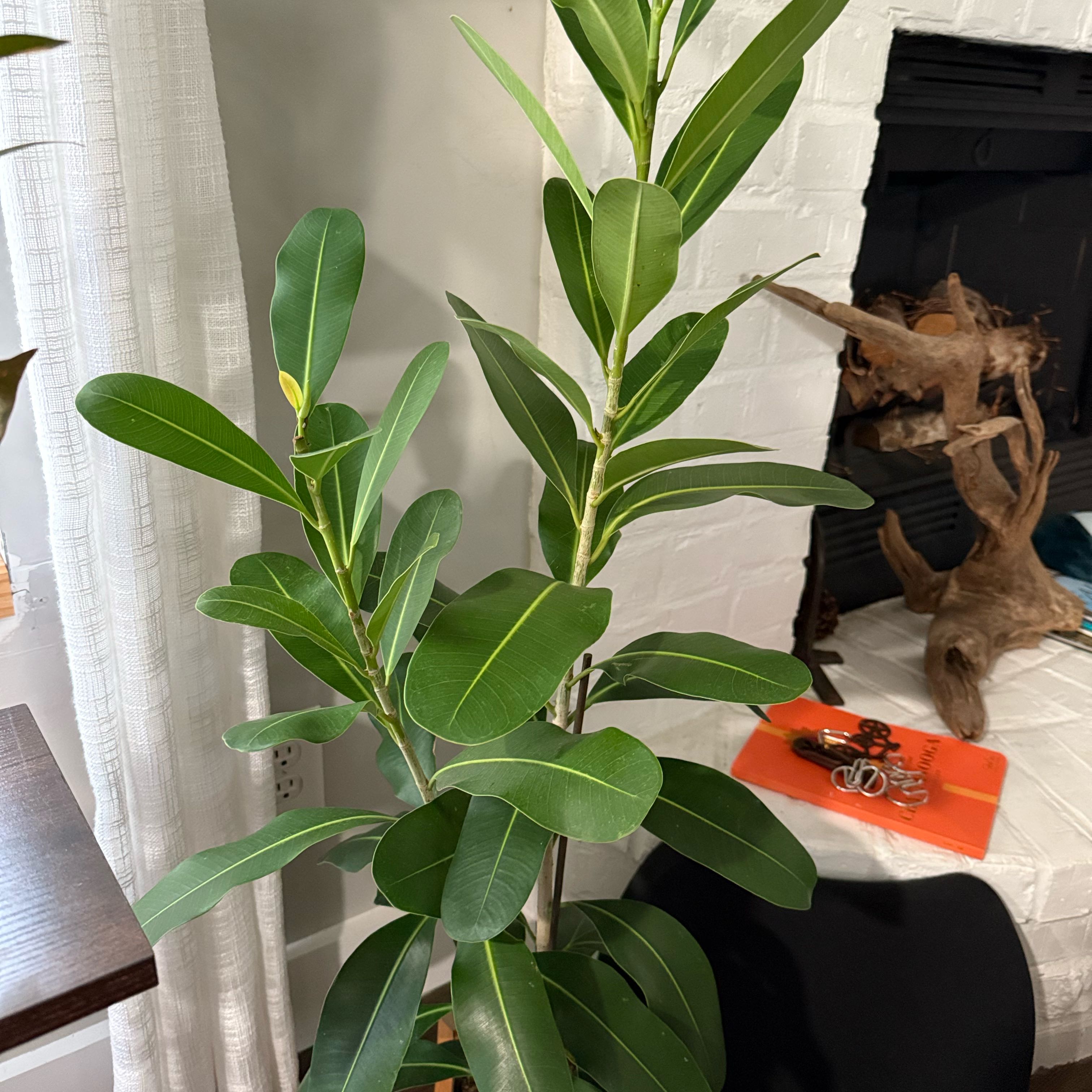 Photo of the plant species Ficus Microcarpa by @FamousBluegrama named Sage on Greg, the plant care app