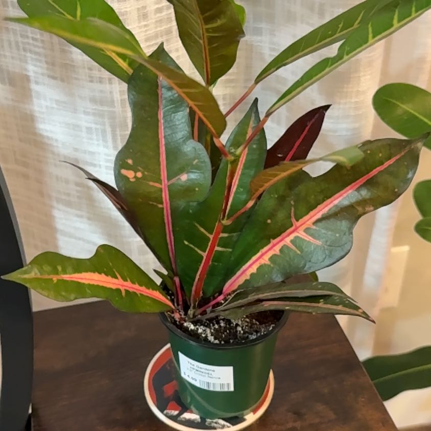 Photo of the plant species Croton Nervia by @FamousBluegrama named Peter Parker on Greg, the plant care app
