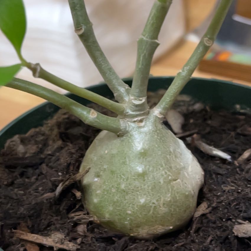 Photo of the plant species Ant plant by @SpecialLoquat39 named Mando on Greg, the plant care app