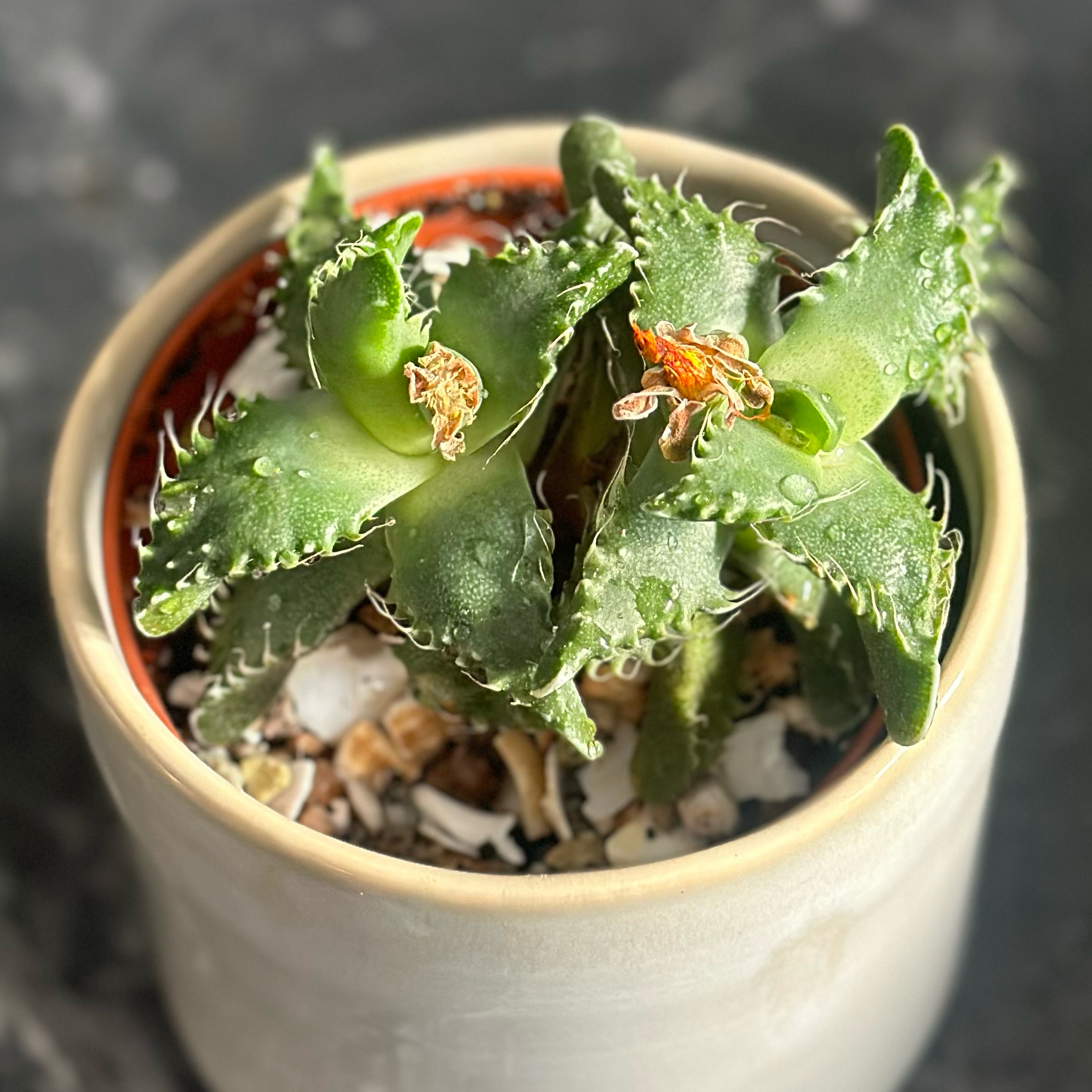 Tiger's Jaw plant in a pot with minor browning on leaf tips.