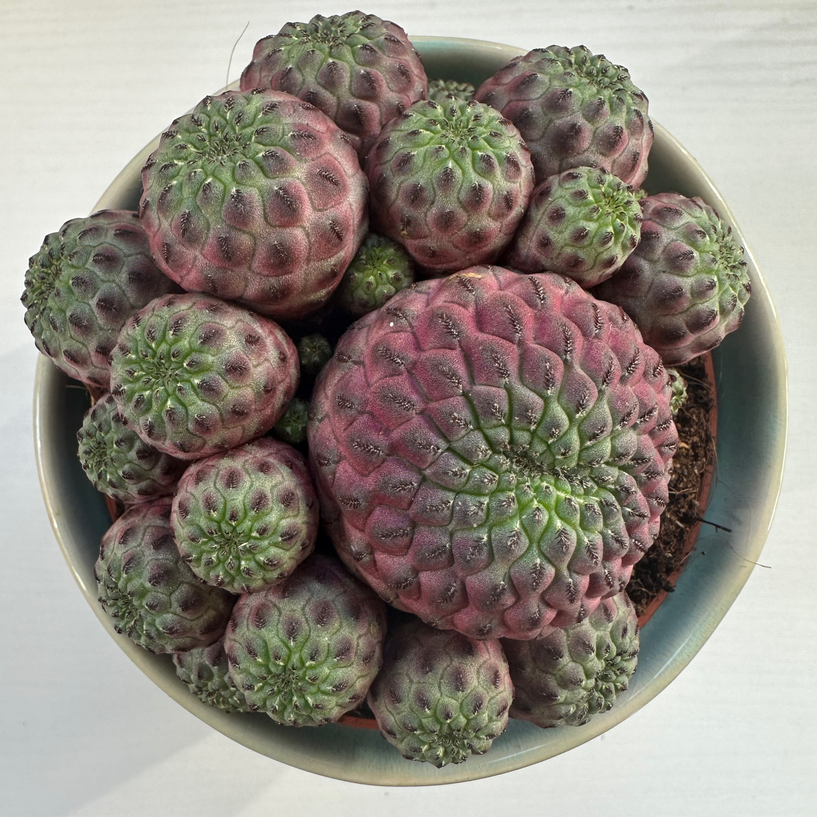 Cluster of healthy Rebutia canigueralii cacti in a pot with visible soil.
