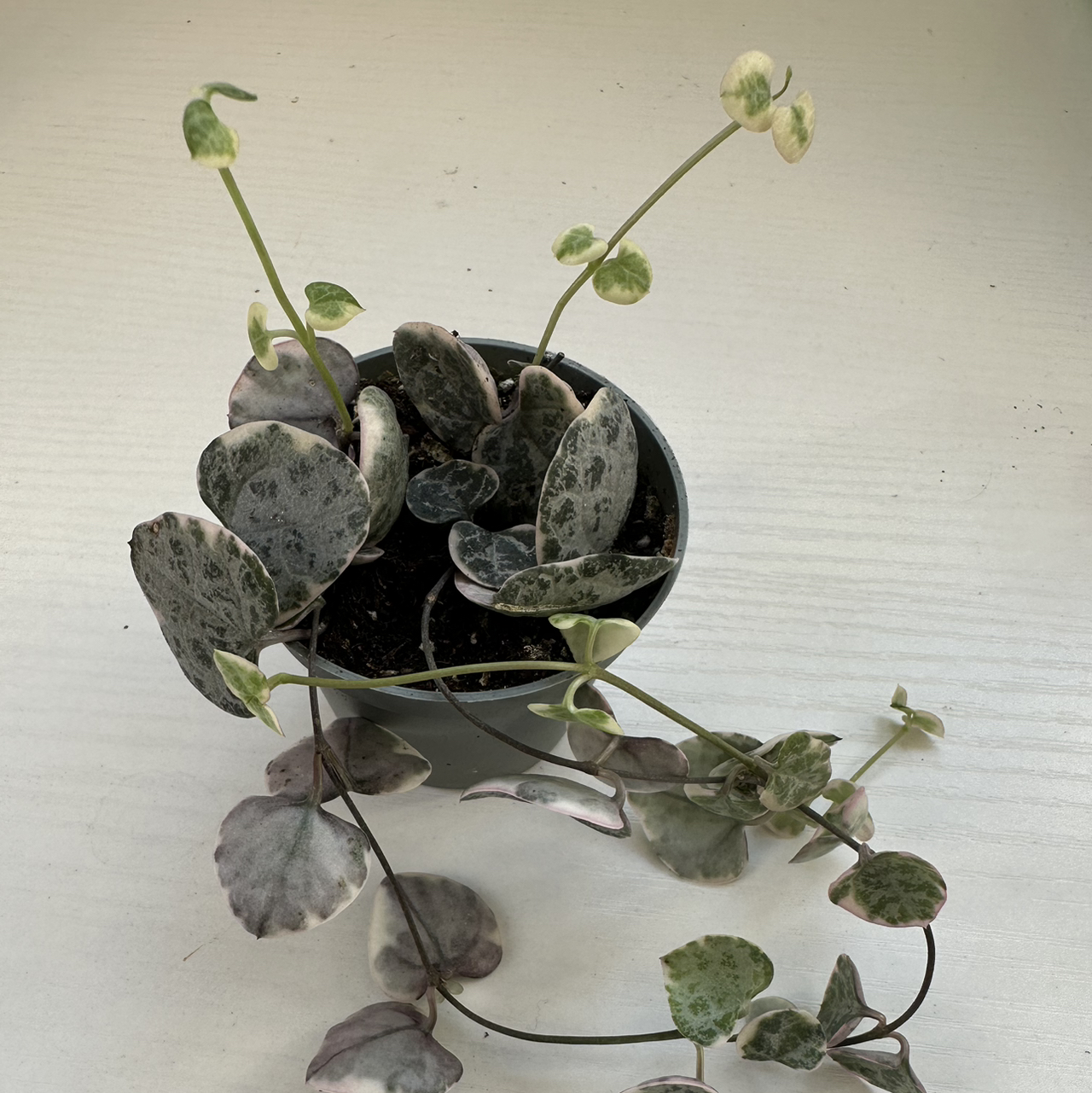 Variegated string of hearts plant in a small pot with visible variegated leaves.