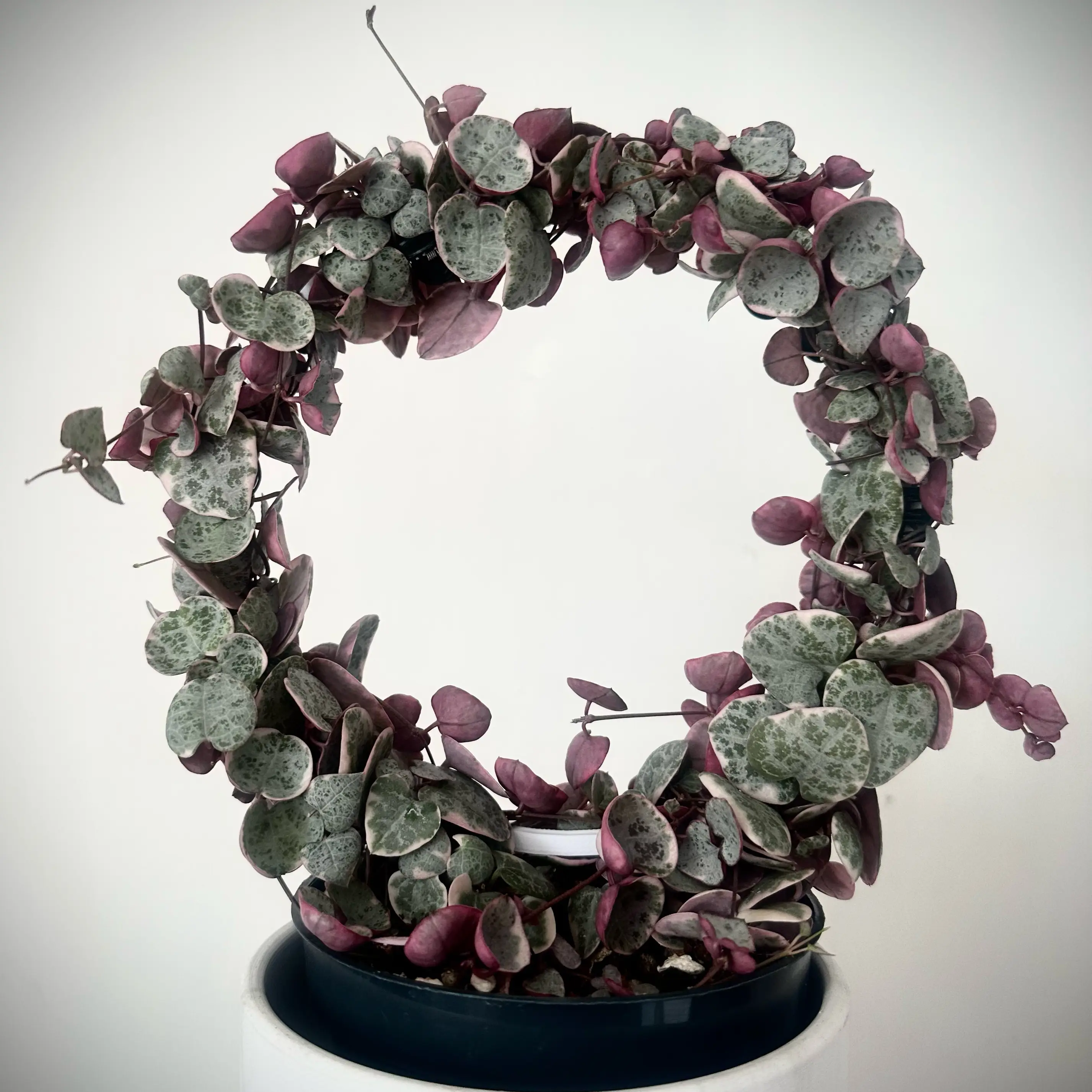 Variegated string of hearts plant arranged in a circular form with green and purple leaves.