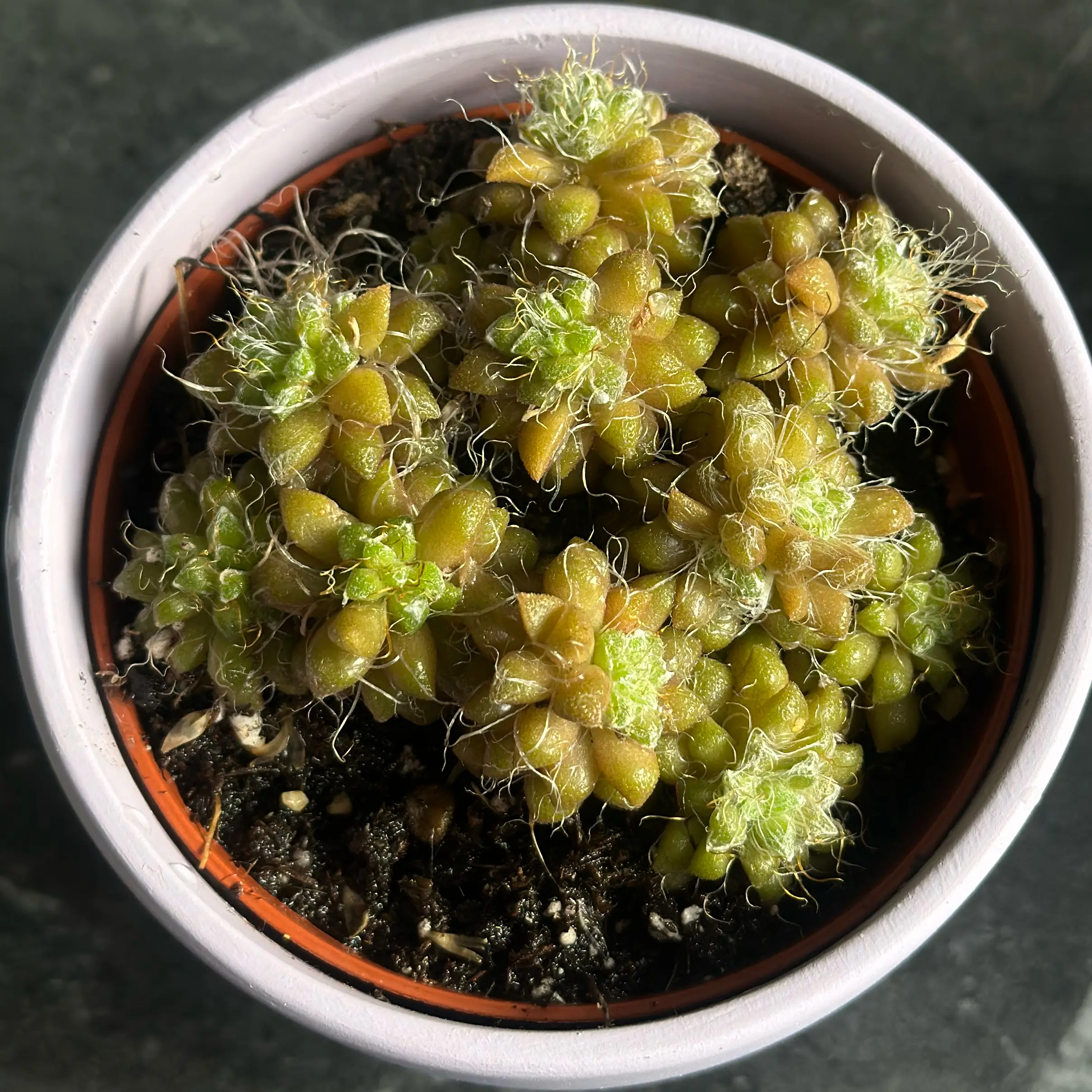Photo of the plant species Thready Anacampseros by @Yvette named anacampseros filamentosa on Greg, the plant care app