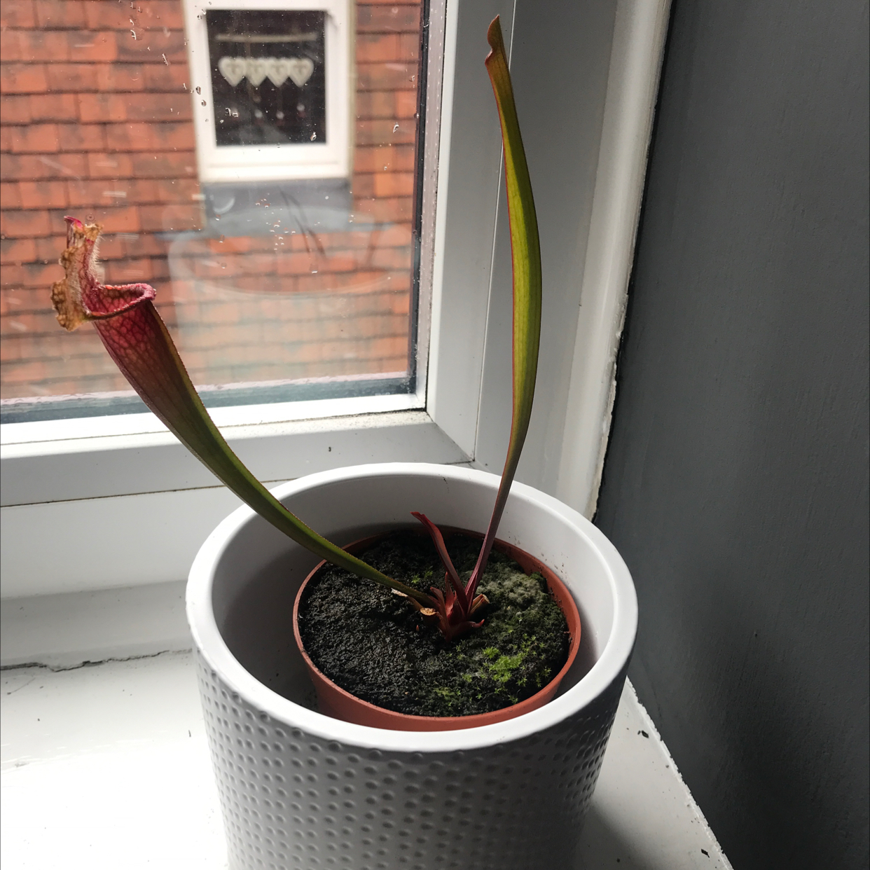 White Topped Pitcher Plant plant photo by @Yvette named Pitcher plant on Greg, the plant care app.