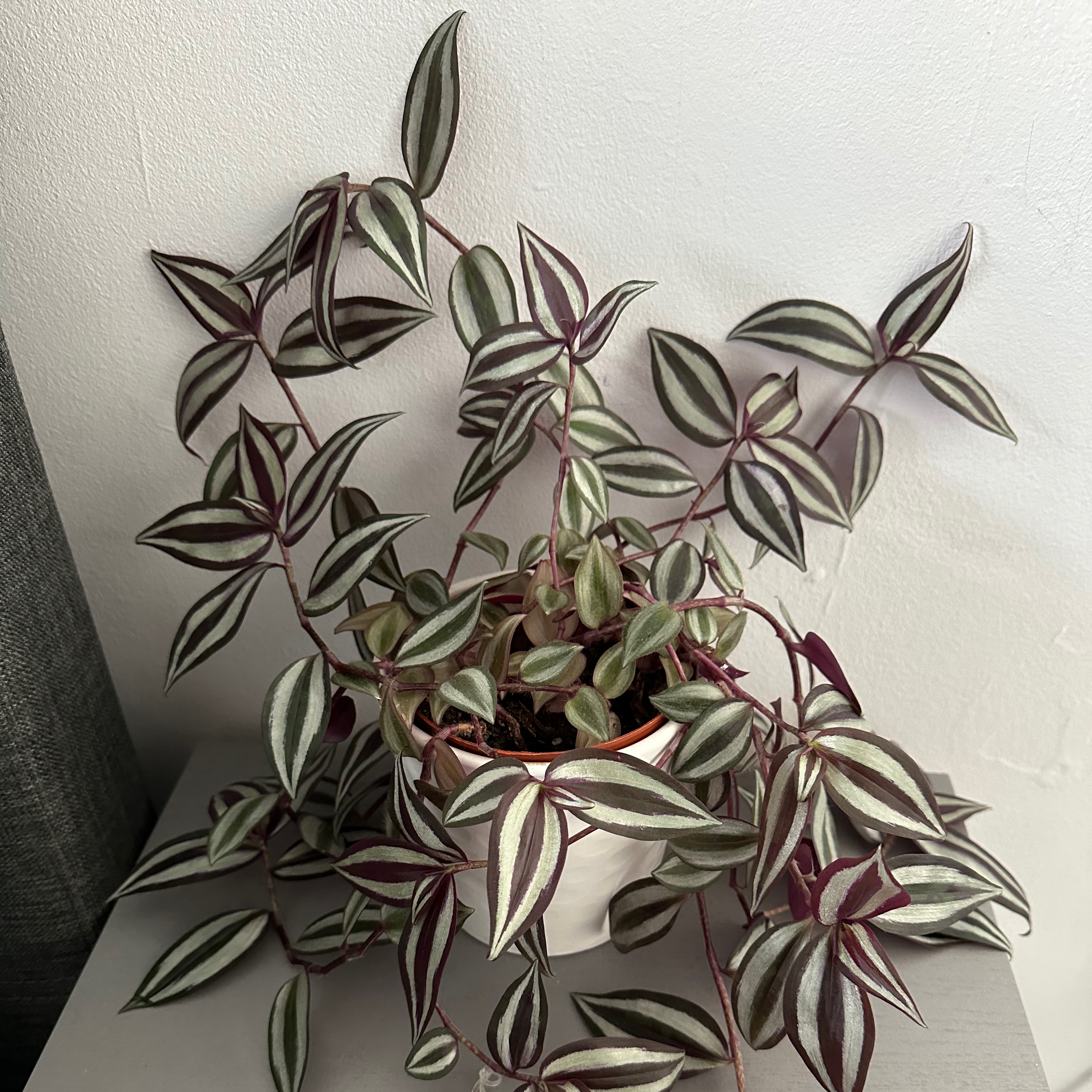 Photo of the plant species Tradescantia Zebrina by @Yvette named Wonderer on Greg, the plant care app