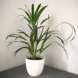 Areca Palm plant photo by @Yvette named Areca on Greg, the plant care app.