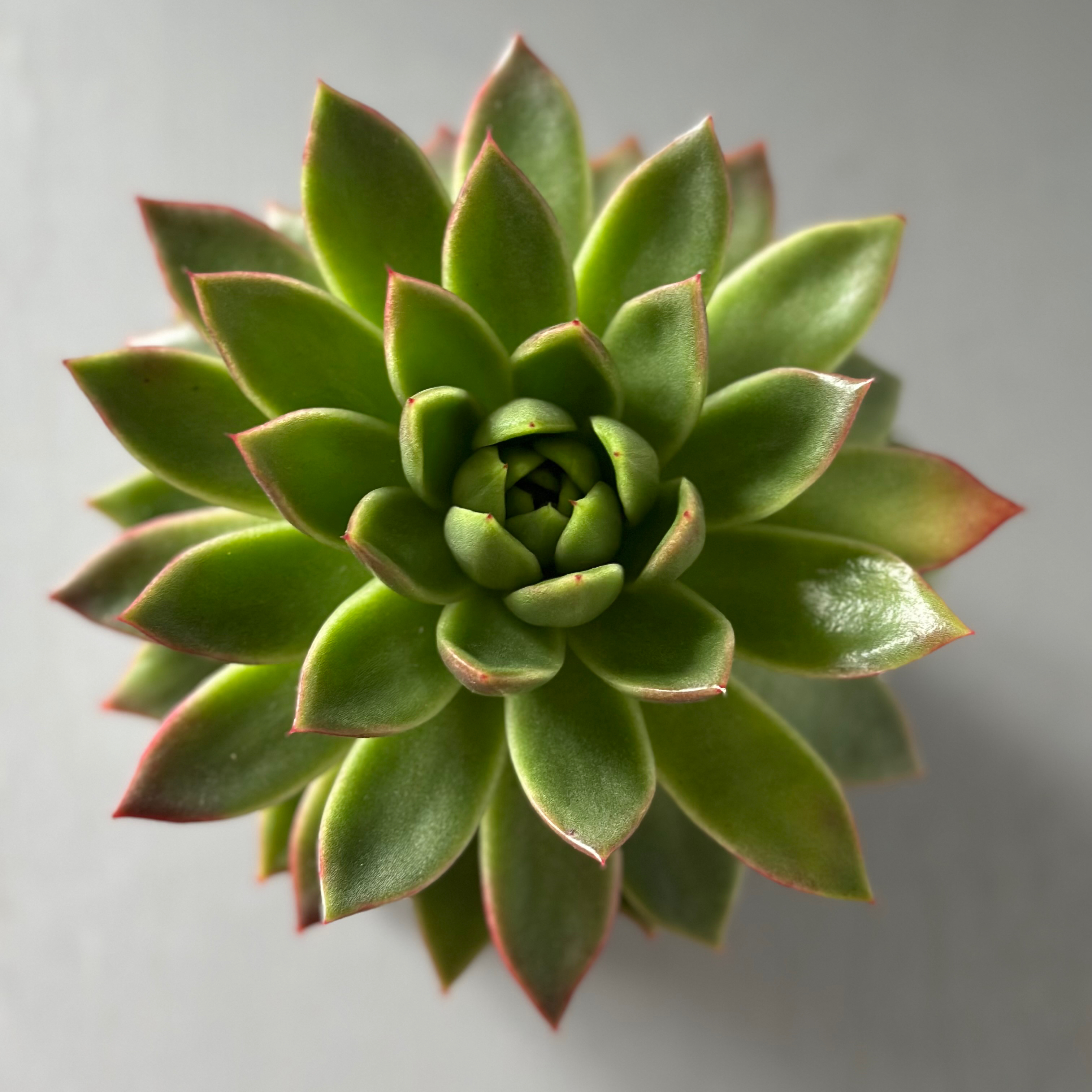 Photo of the plant species Lipstick Echeveria by @Yvette named Echevaria on Greg, the plant care app