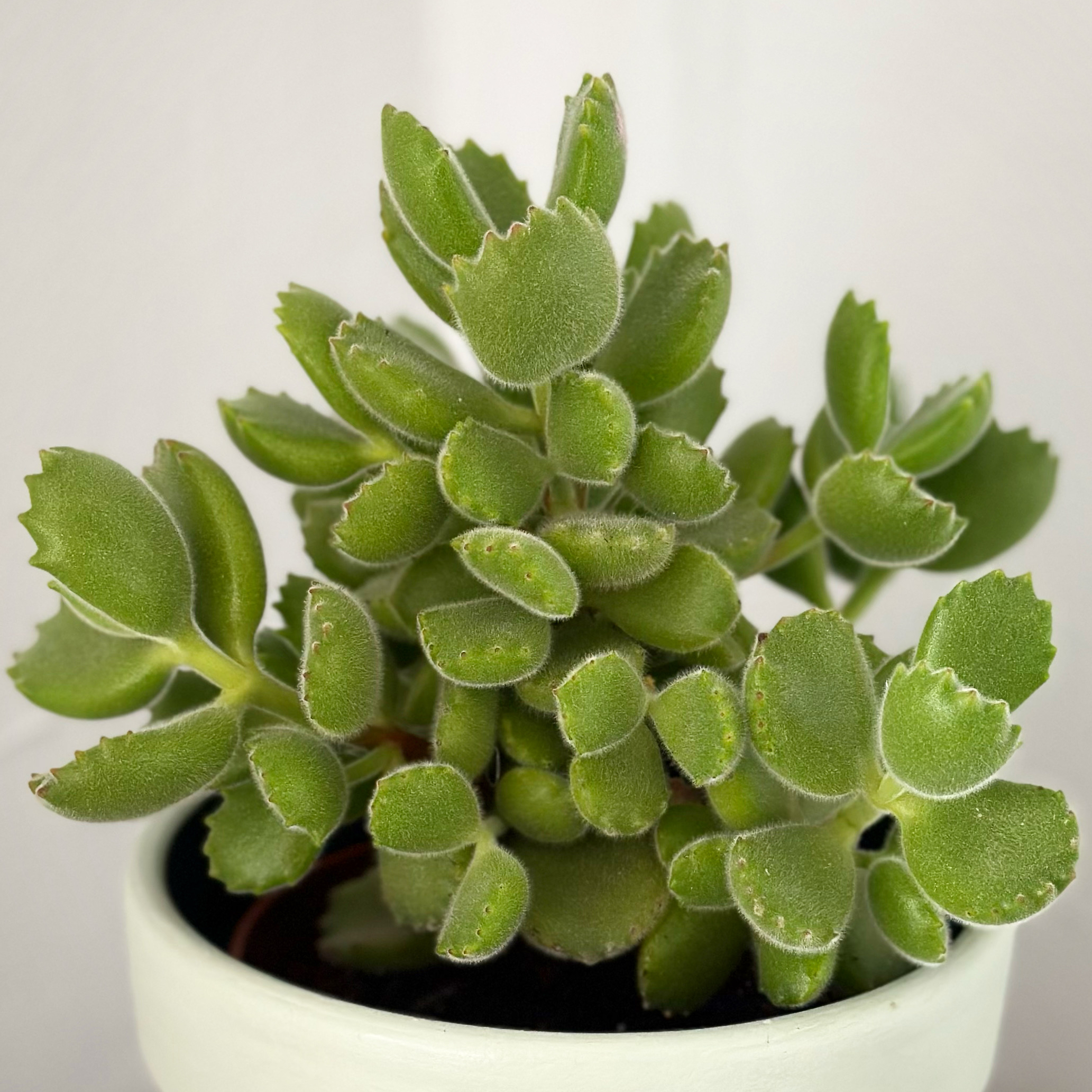 Photo of the plant species Bear's Paw by @Yvette named Bear paw on Greg, the plant care app