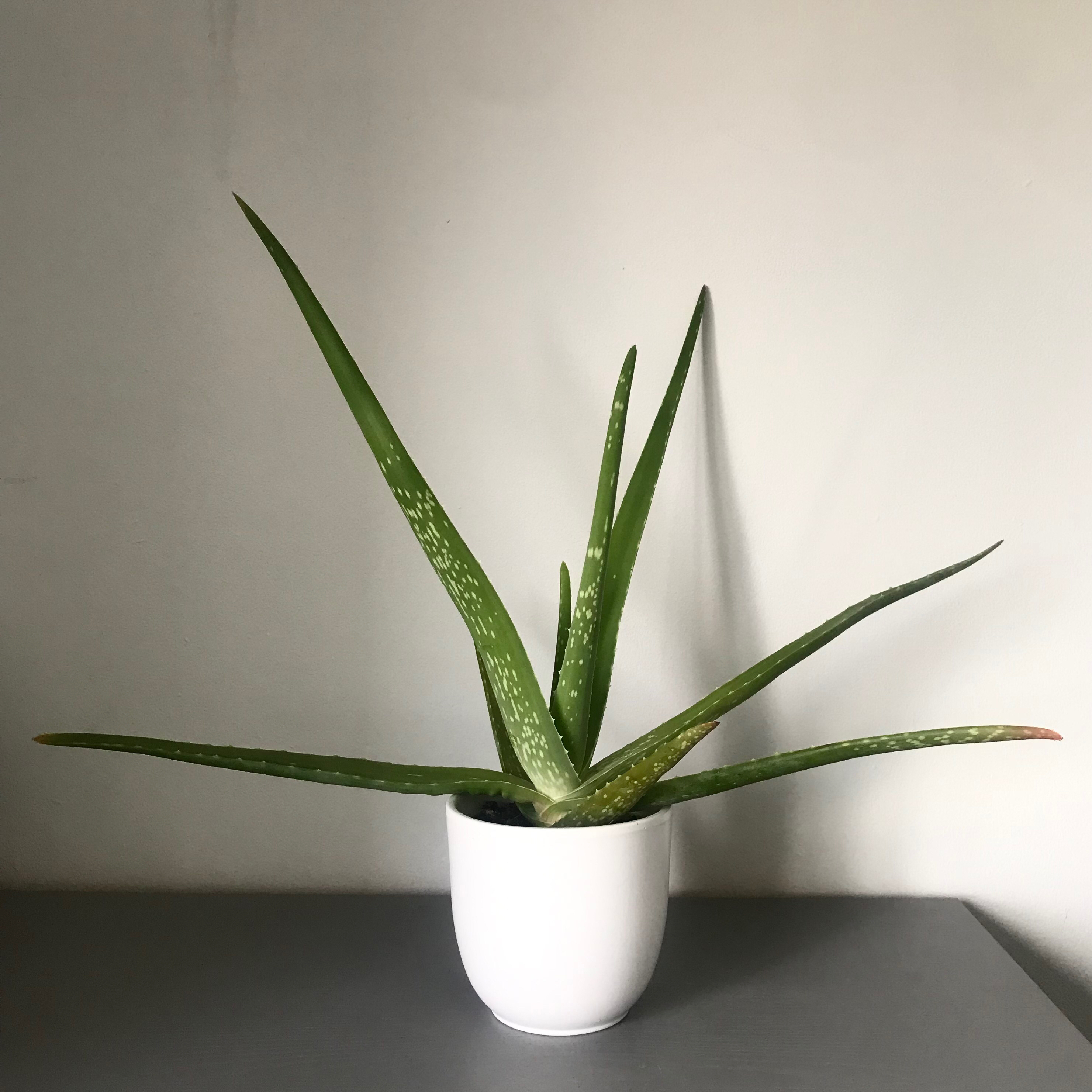 Aloe vera plant photo by @Yvette named Vera on Greg, the plant care app.