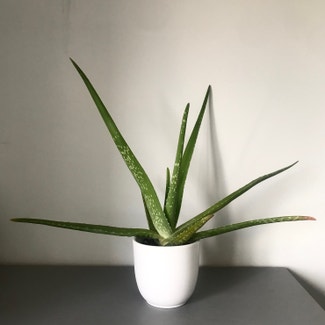 Aloe Vera plant in Crowborough, England