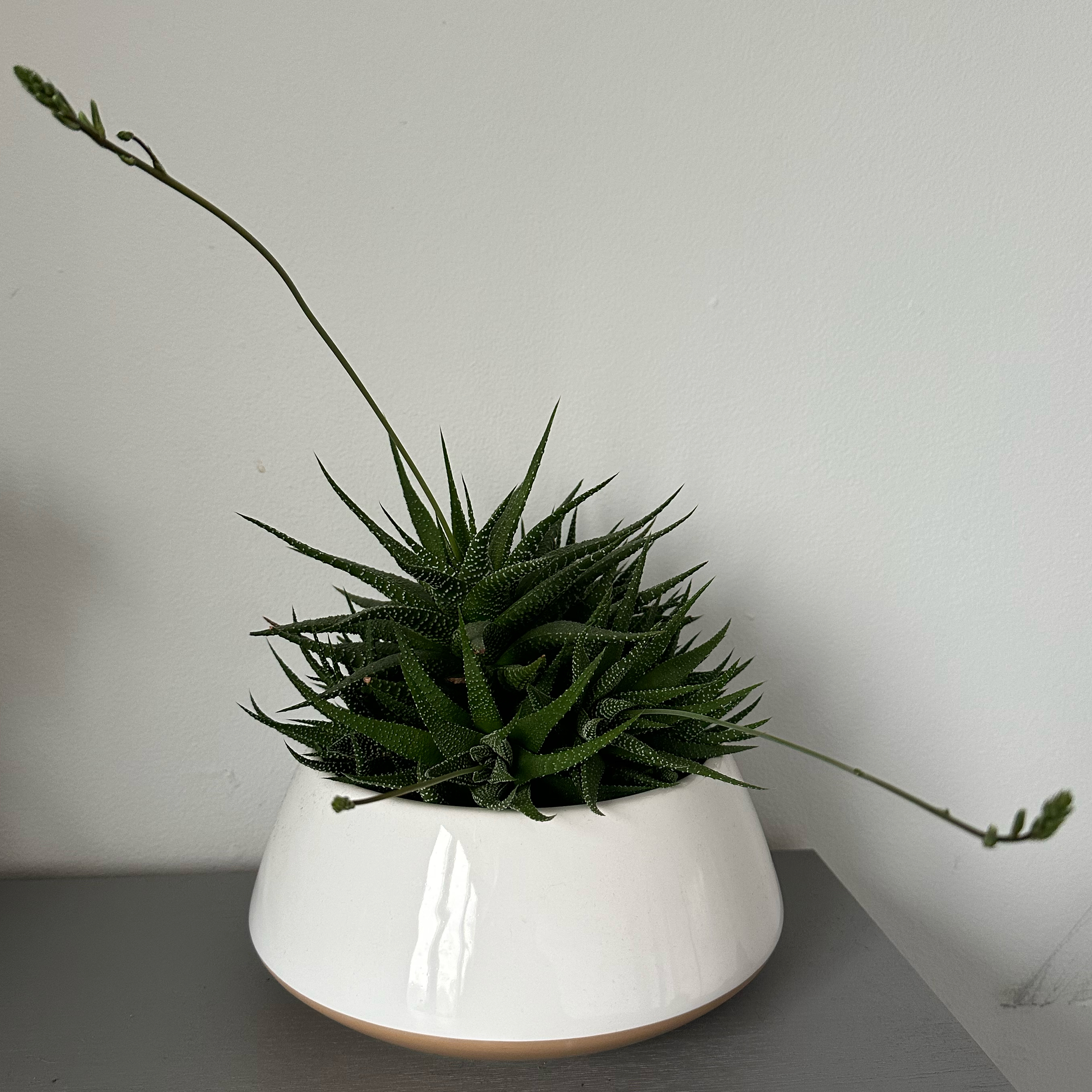 Zebra Plant plant photo by @Yvette named Haworthia on Greg, the plant care app.