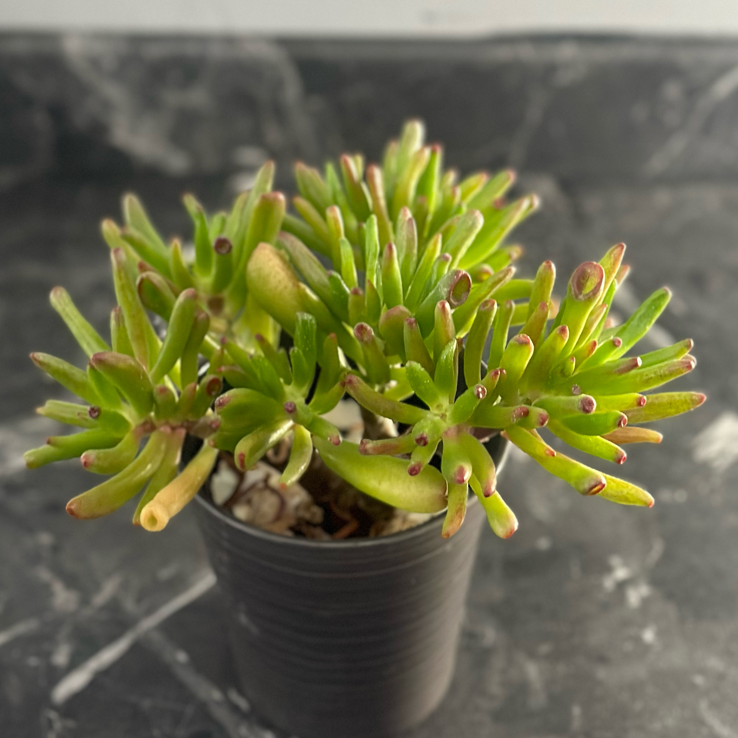 Finger Jade plant photo by @Yvette named Ogre’s ear on Greg, the plant care app.