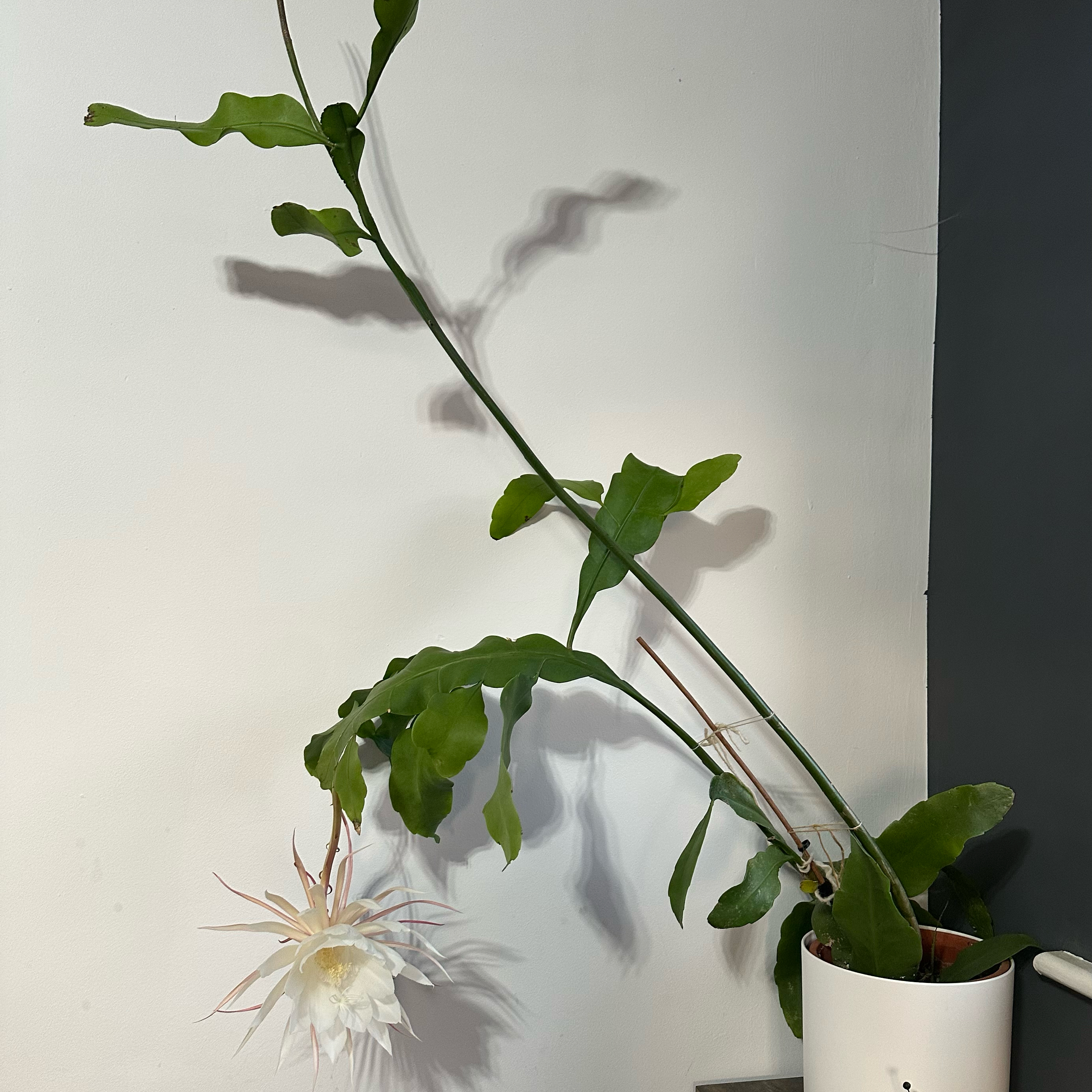 Dutchman's Pipe Cactus plant photo by @Yvette named Dutchmans pipe on Greg, the plant care app.