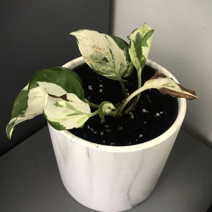 Manjula Pothos plant photo by @Yvette named Pothos on Greg, the plant care app.