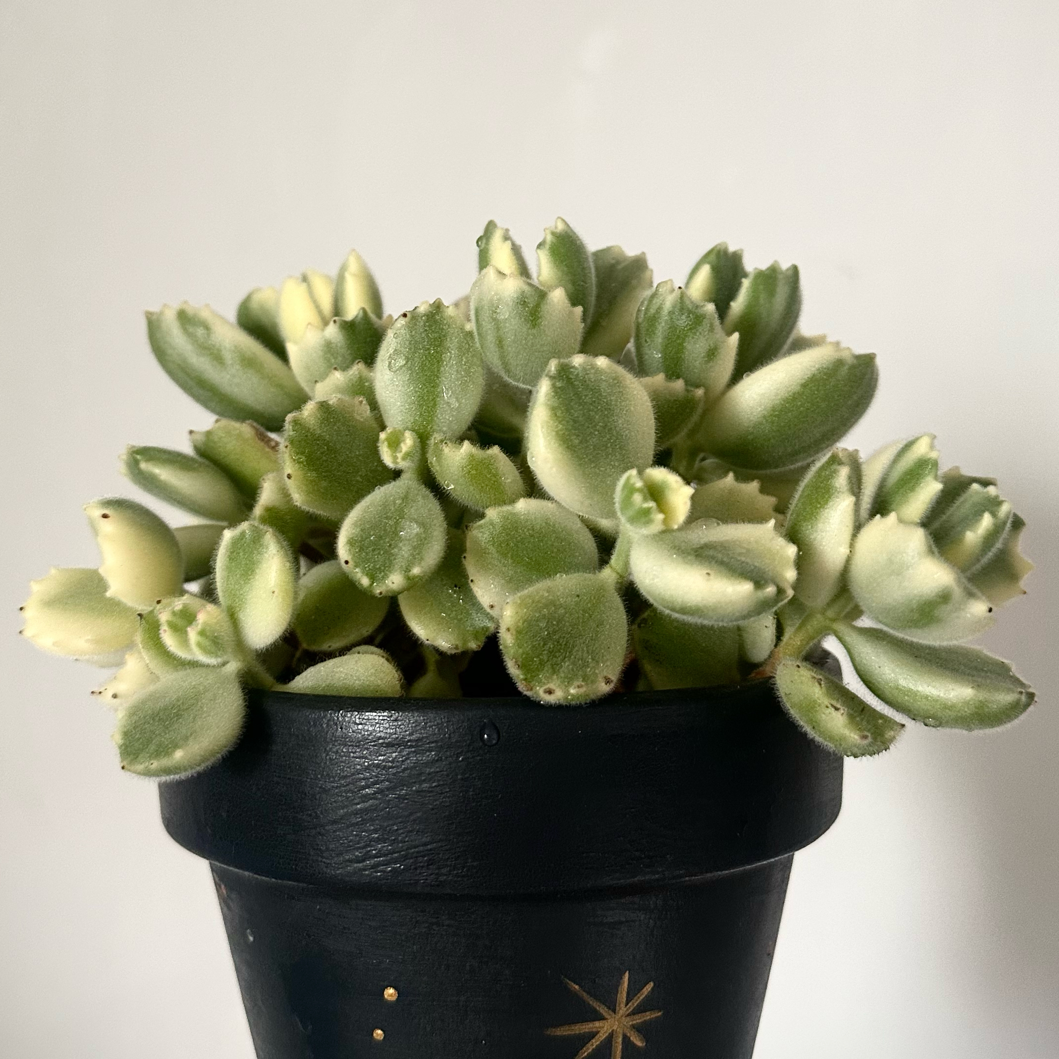 Variegated Bear's Paw plant photo by @Yvette named Bear paw on Greg, the plant care app.