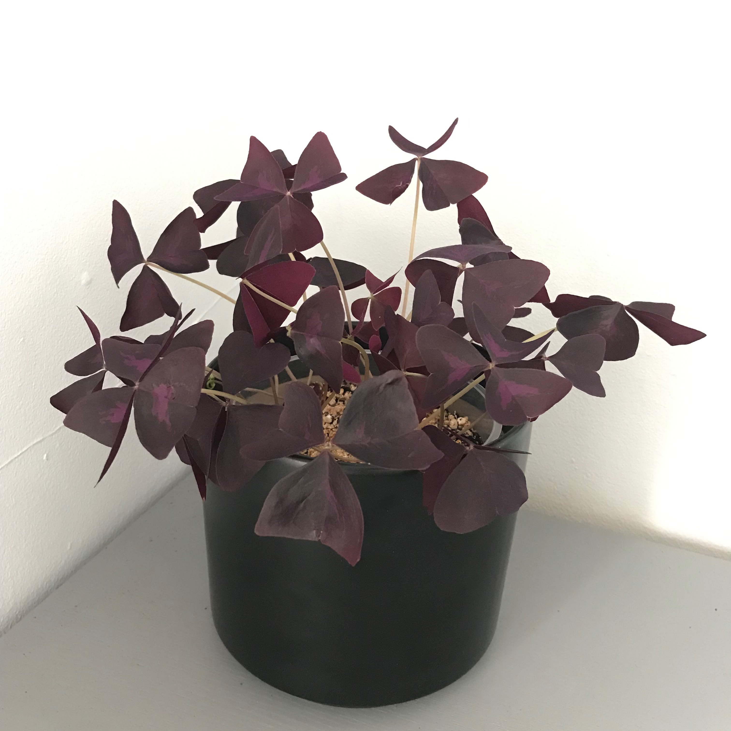 Purple Shamrocks plant photo by @Yvette named Shamrock on Greg, the plant care app.