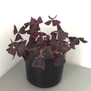 Oxalis Triangularis plant photo by @Yvette named Shamrock on Greg, the plant care app.