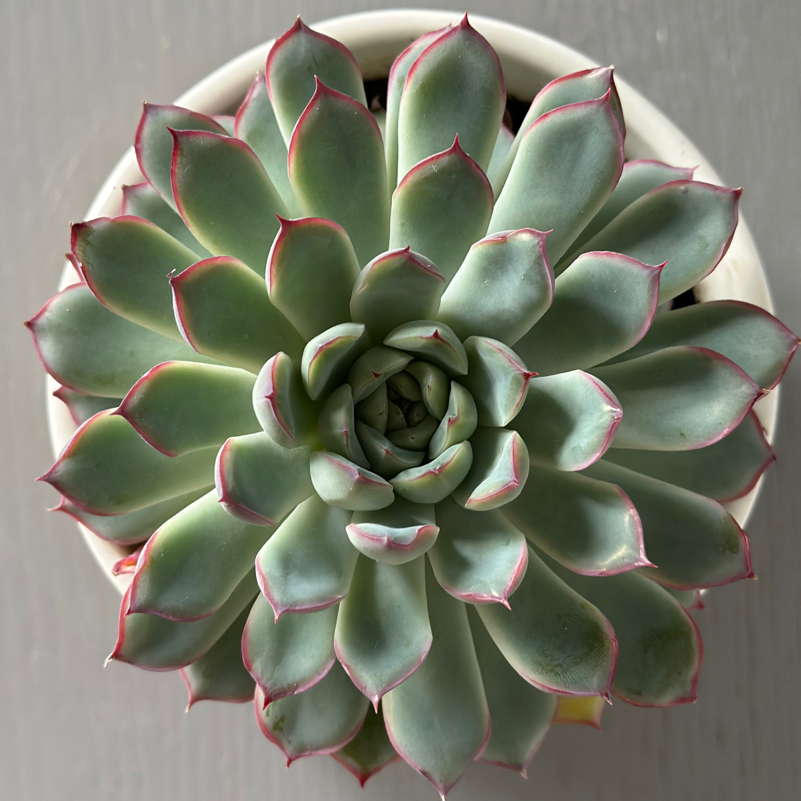 Echeveria 'Hercules' plant photo by @Yvette named Echeveria on Greg, the plant care app.