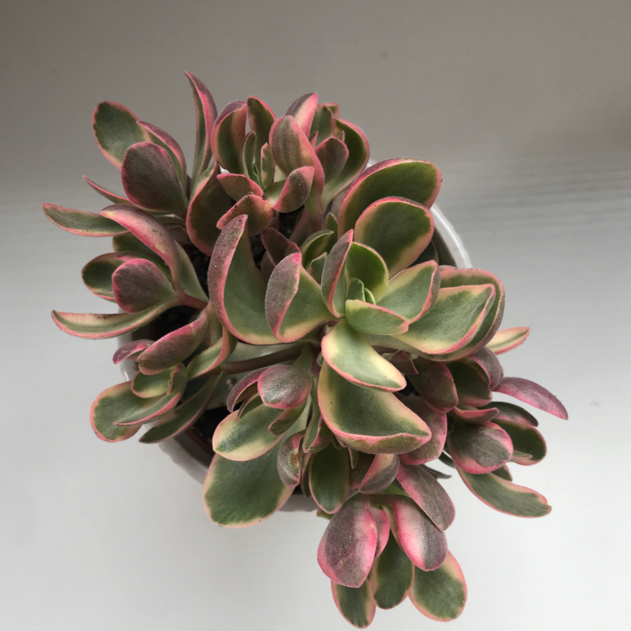 Variegated Jade plant with healthy green and pink leaves.