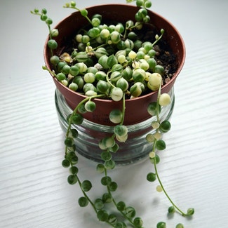 Variegated String of Pearls plant in Crowborough, England