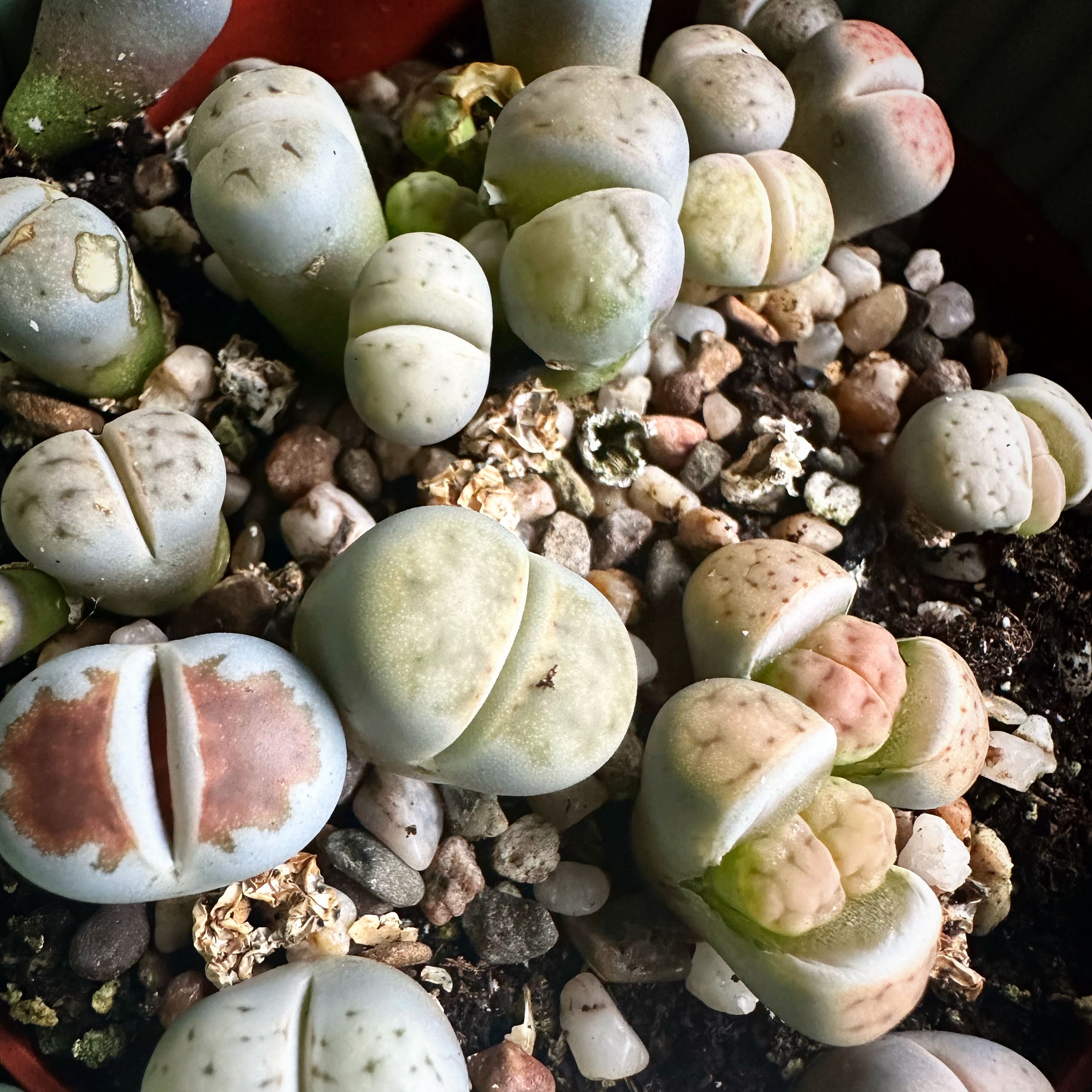Photo of the plant species Assorted Lithops by @Yvette named Livingstones on Greg, the plant care app