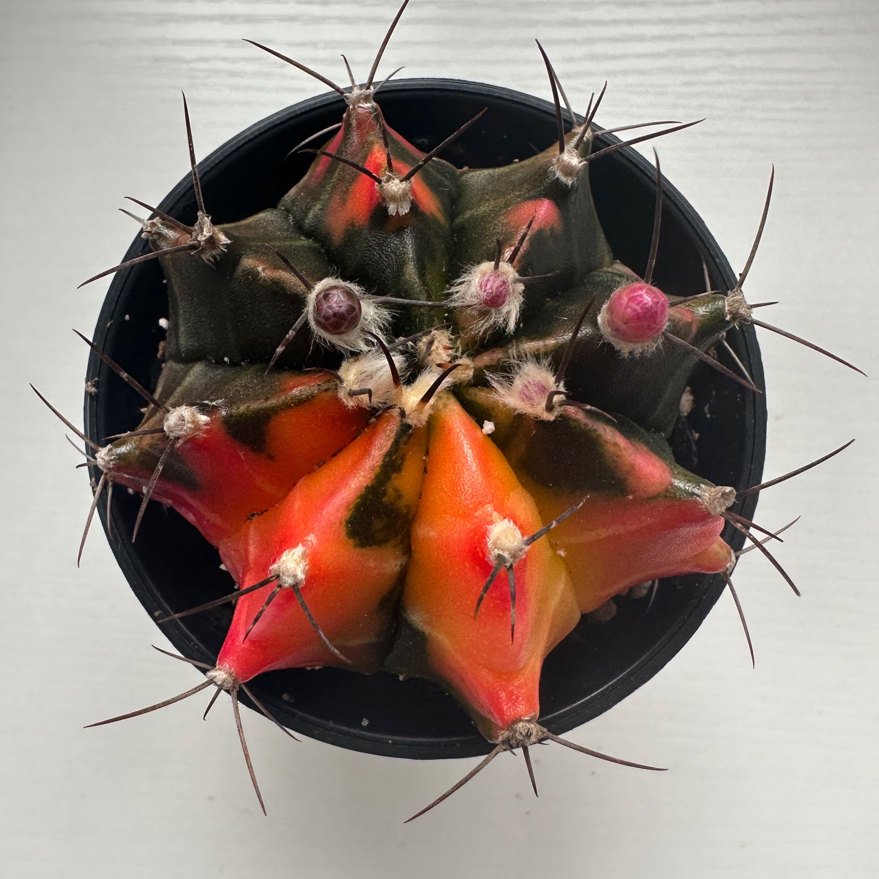 Gymnocalycium stenopleurum cactus with red and orange coloration and dark spots in a black pot.