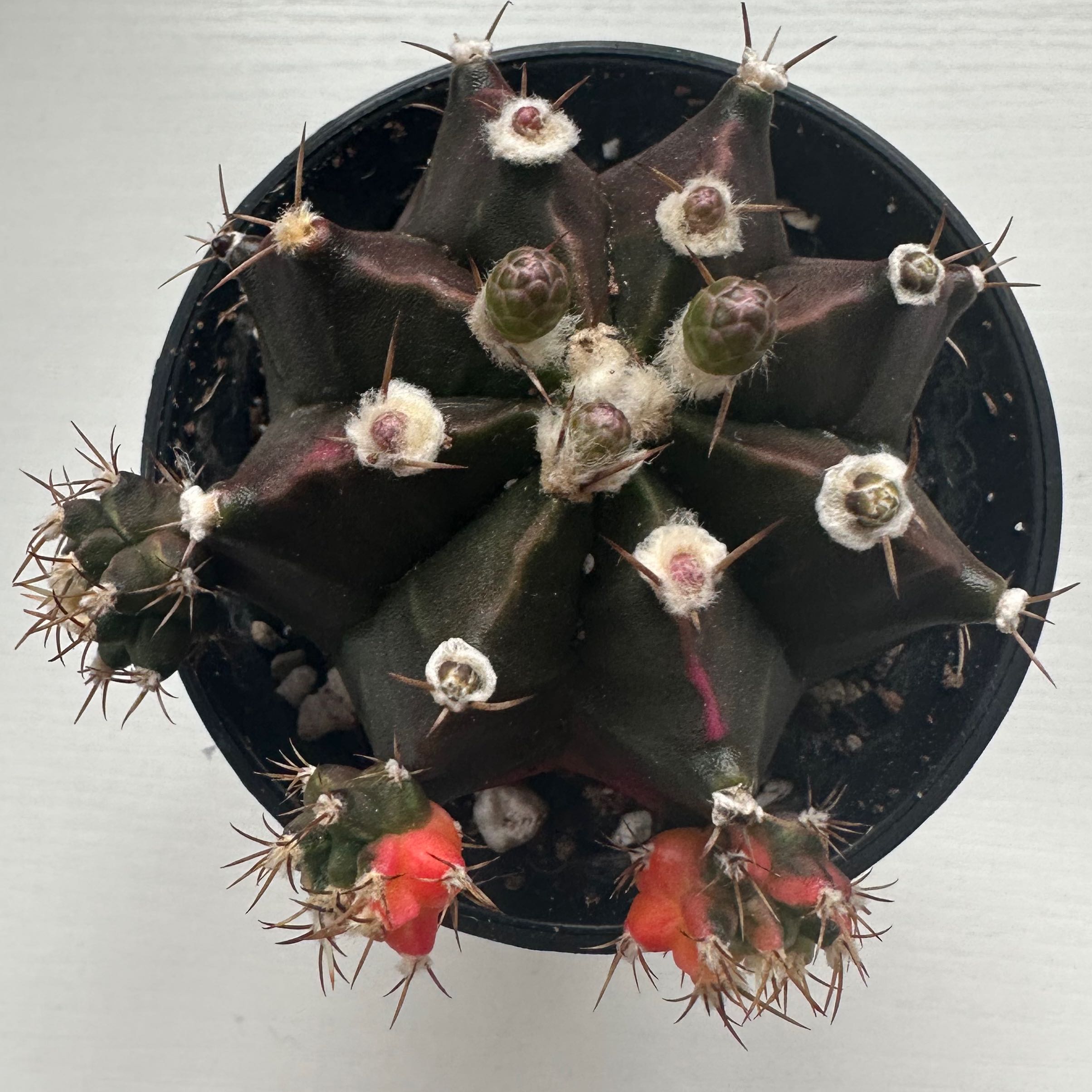 Top view of a Gymnocalycium stenopleurum cactus with small flowers in a pot.
